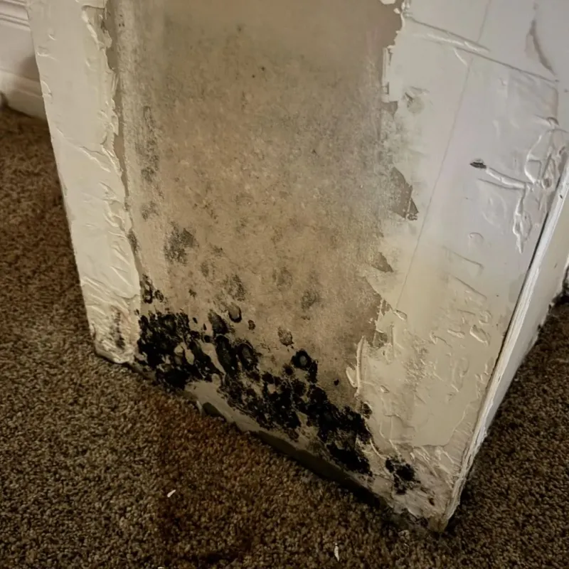 Professional Mold Removal in Hugo, CO